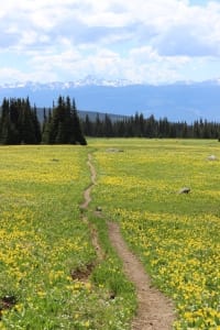 Calme-Fleurs-Jaunes